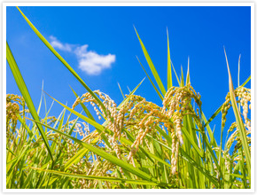生前の預貯金の引出し行為について